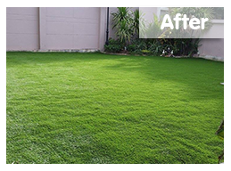 หลังติดตั้ง</br>สถ​านที่ติดตั้งหญ้าเทียม : พัทยา</br>ชนิดของหญ้าเทียม : YTT-25